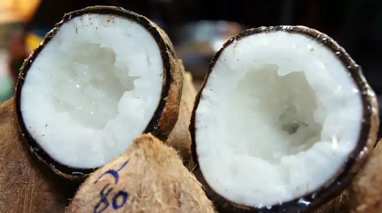 Punya rasa yang nikmat, ketahui 6 hal mengenai kelapa kopyor