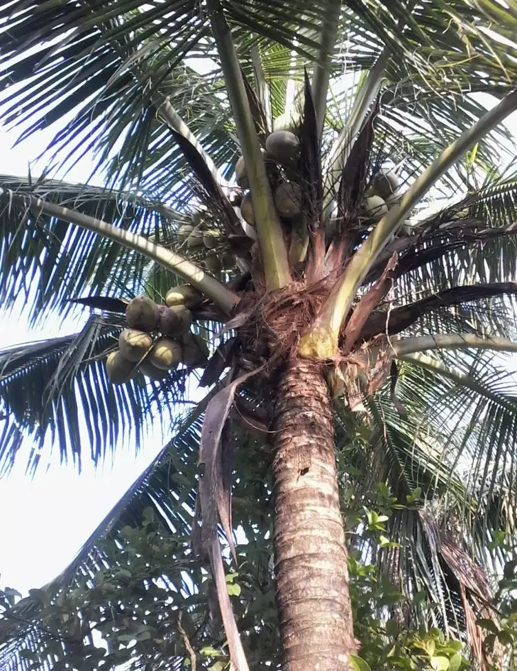 5 Bagian tanaman kelapa ini dapat dikonsumsi manusia