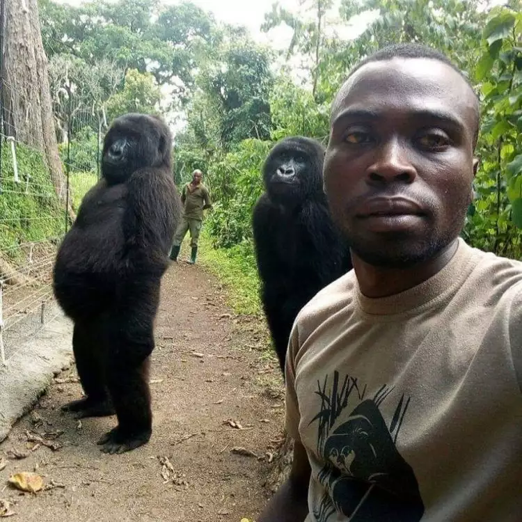 Bergaya narsis, penjaga ini berswafoto bareng gorilla di Kongo