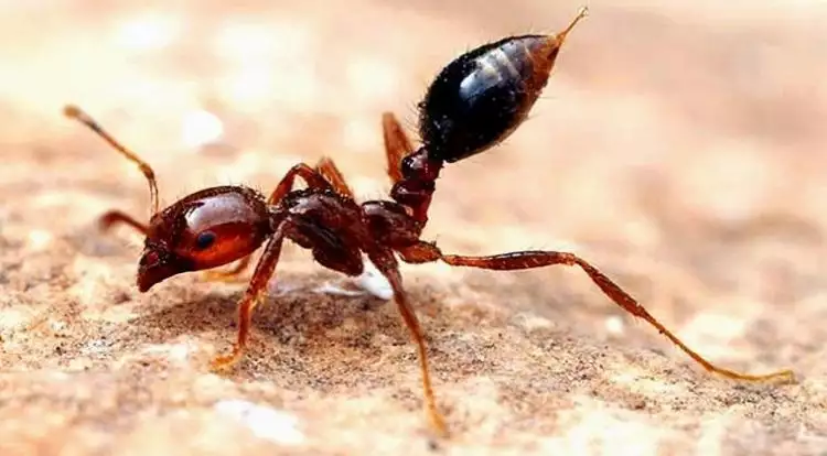 Inilah 5 jenis semut paling berbahaya, bisa melumpuhkan mangsanya