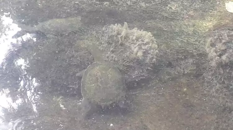 4 Fakta unik kura-kura leher panjang asal Pulau Rote