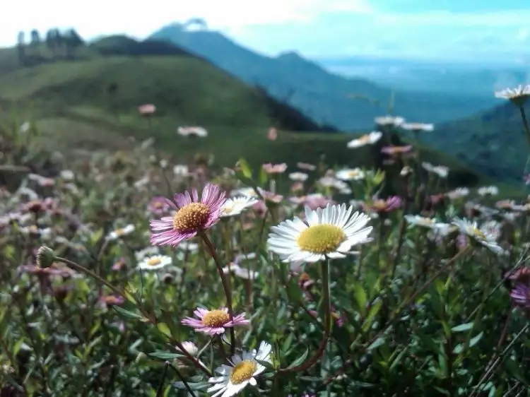 Mengenal Lonte Sore, bunga cantik dari ketinggian Gunung Prau