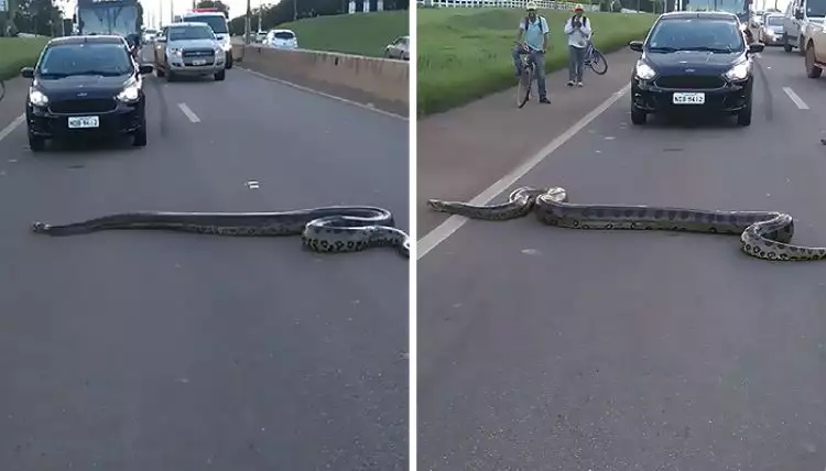 Ular anaconda raksasa melintas di jalan raya, ini yang dilakukan warga