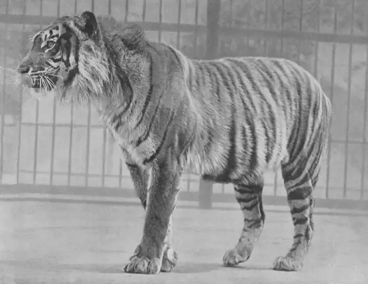 Meski dinyatakan punah, Harimau Jawa masih diyakini eksistensinya