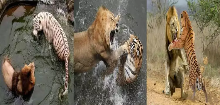Harimau vs singa, siapa pemenangnya menurut peneliti dan para ahli?