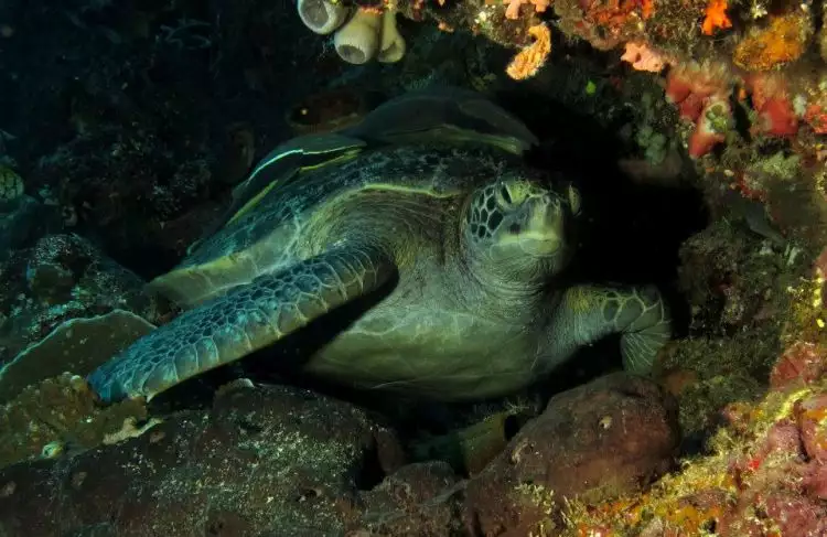 4 Fauna unik ini mudah ditemui di bawah Laut Bunaken