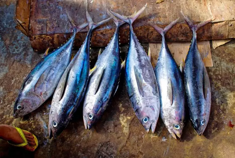 8 Khasiat ikan tongkol, salah satunya bagus buat diet
