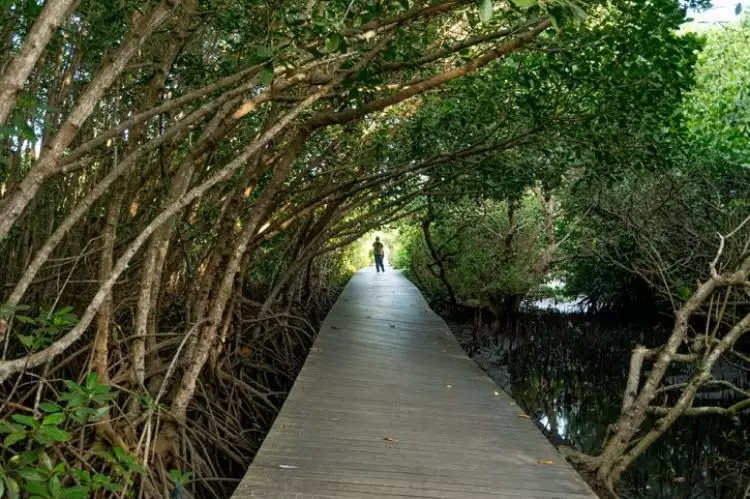7 Wisata mangrove terindah di dunia, gak kalah cantik dari Indonesia