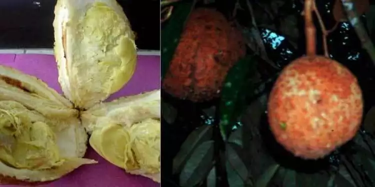 Si Gundul, durian tanpa duri asli NTB yang bikin penasaran