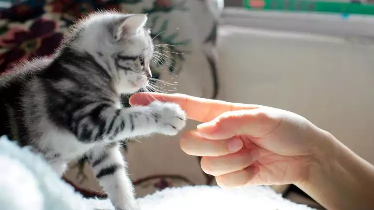 Ternyata ini 7 cara kucing mengungkapkan perasaan sayang pada manusia