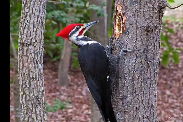 6 Alasan paling logis mengapa burung Woodpecker harus mematuk kayu