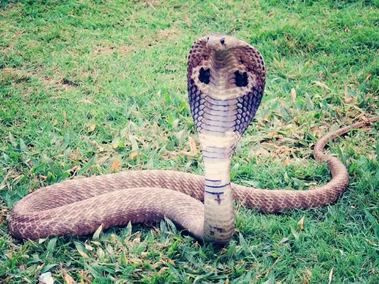 5 Jenis ular berbisa di Indonesia dan cara tepat menangani gigitannya