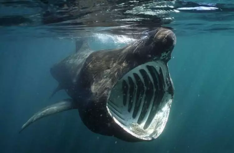 Inilah 5 fakta unik dan menarik mengenai Basking Shark