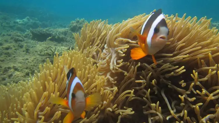 Nikmati aksi menarik dari 6 jenis Nemo di Pantai Kalasey, Minahasa