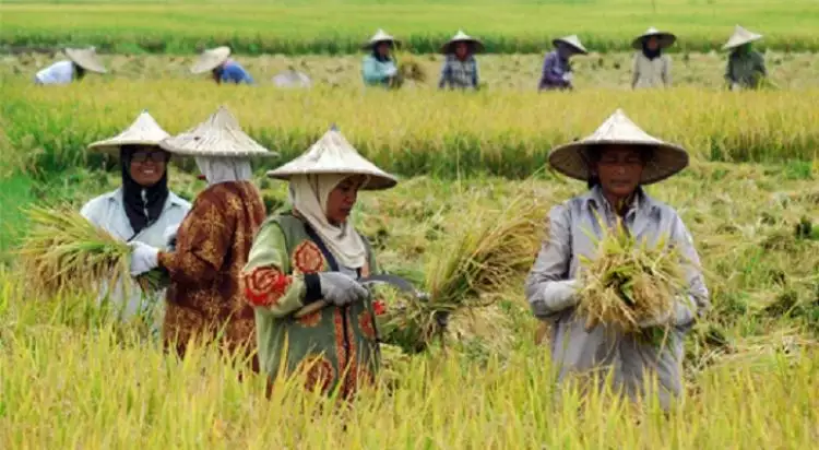 Hari Tani Nasional, ini 7 fakta mengenai pertanian di Indonesia