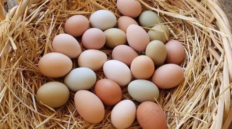 Telur: Sumber makanan murah meriah yang kadang kontroversial