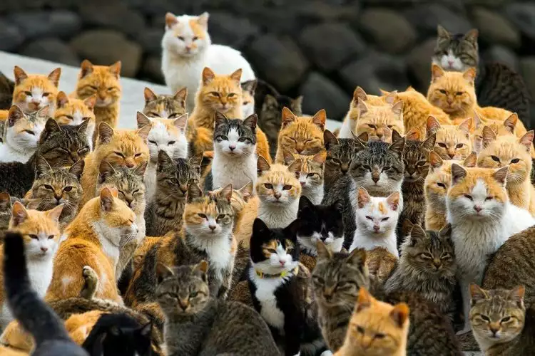 11 Pulau khusus di Jepang ini cocok untuk pencinta kucing