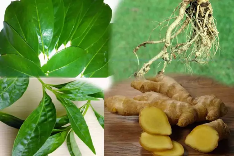 Mudah ditemukan, 4 tanaman herbal ini bisa untuk pengobatan asam urat