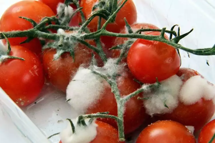 Duh! Viral saus tomat palsu rasa kaki dan bahan kimia berbahaya
