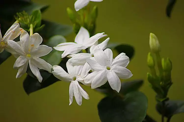 Jarang diketahui, ini 5 khasiat bunga melati untuk pengobatan