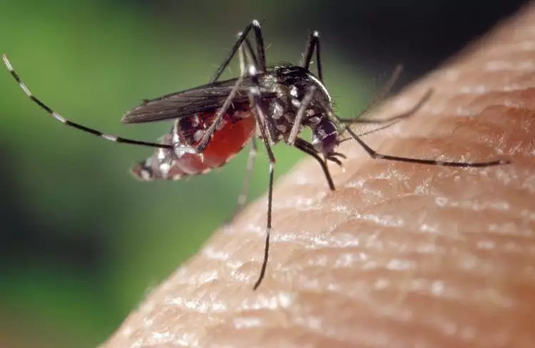 3 Ciri nyamuk demam berdarah yang penting diketahui