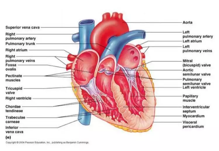 Begini mekanisme kontraksi jantung yang perlu kamu tahu