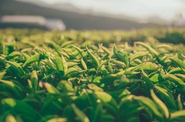 Tak hanya enak diminum, ini 6 manfaat daun teh untuk kecantikan wajah