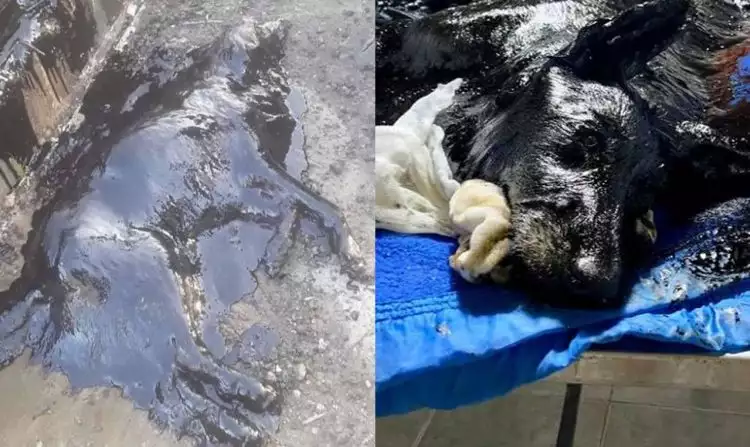 Penyelamatan anjing yang terjebak dalam tar ini endingnya mengharukan