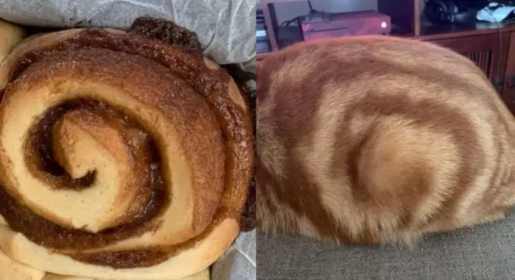 10 Foto kucing ini sepintas terlihat seperti makanan lezat