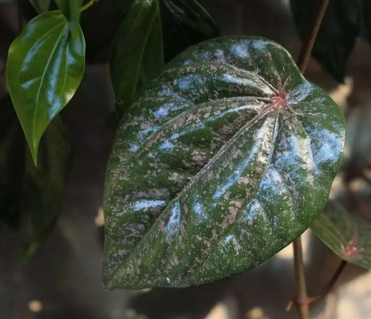5 Manfaat luar biasa daun sirih merah, bisa mengobati beragam penyakit