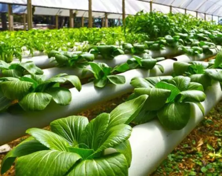 Hidroponik : Solusi pertanian modern kaya manfaat