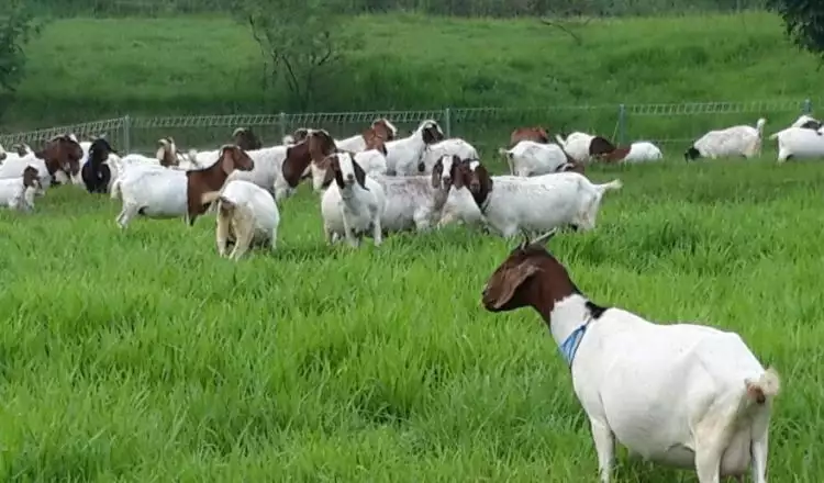 5 Jenis kambing terbaik ini bisa dijadikan pilihan untuk berkurban