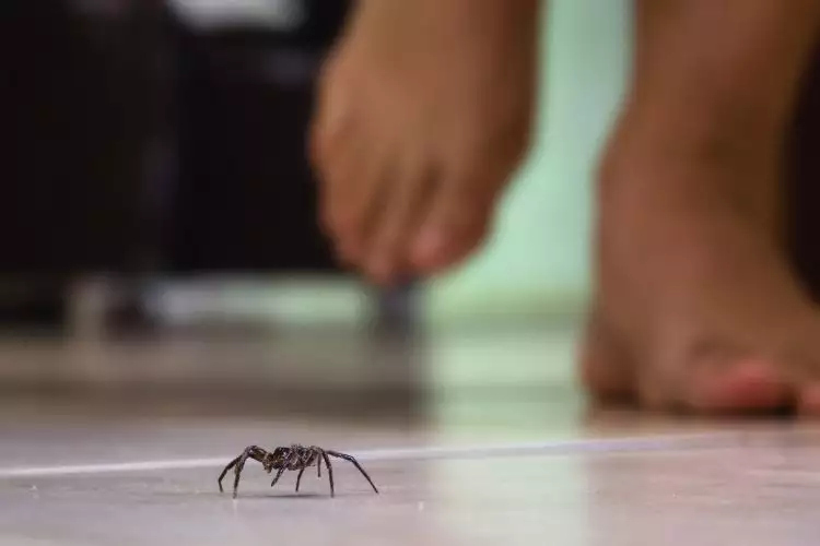 Ini yang perlu kamu ketahui tentang keberadaan laba-laba di rumah
