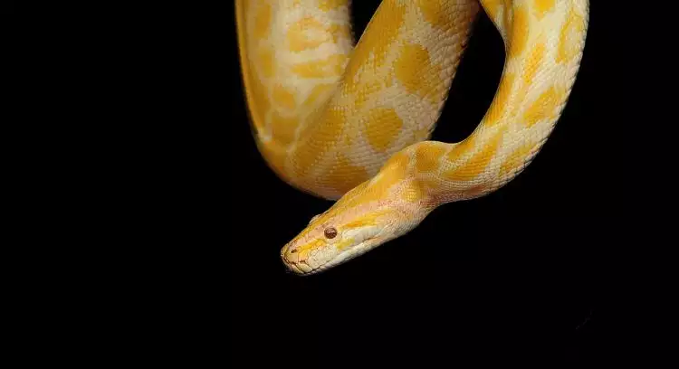 Tak selalu mistis, ini 5 arti mimpi bertemu ular yang jarang diketahui