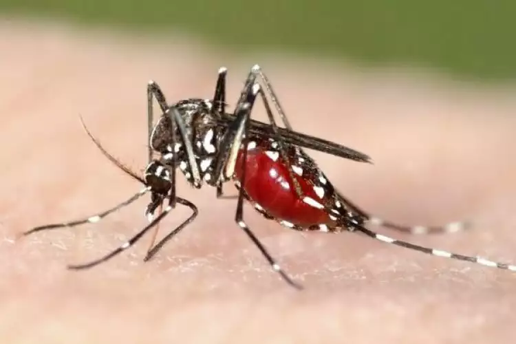 5 Fakta mengejutkan tentang nyamuk yang perlu kamu ketahui