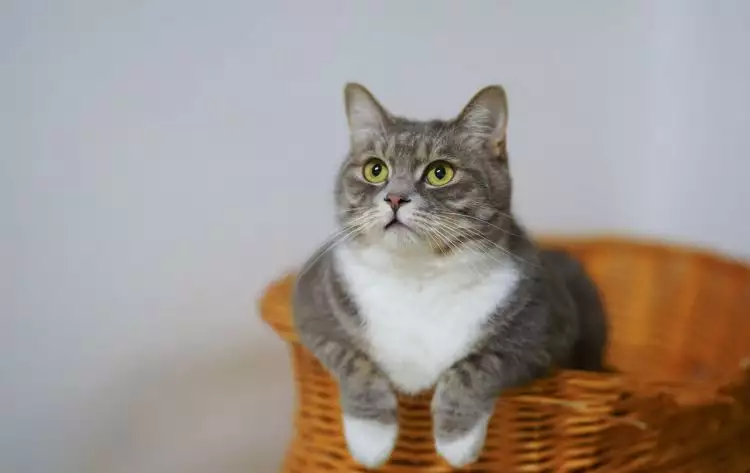 5 Penyebab bulu kucing rontok yang harus kamu ketahui