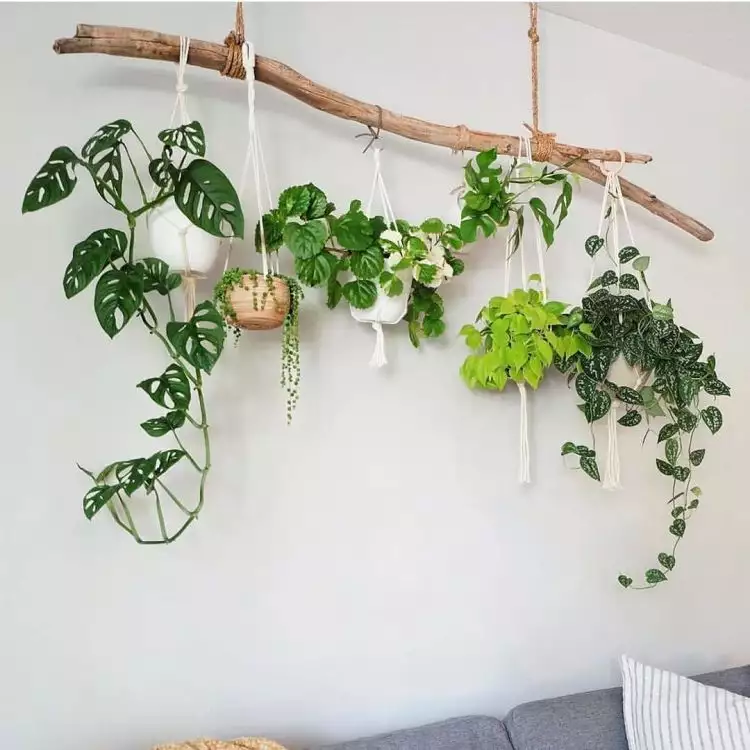 6 Ide tanaman gantung unik untuk mempercantik ruangan rumah