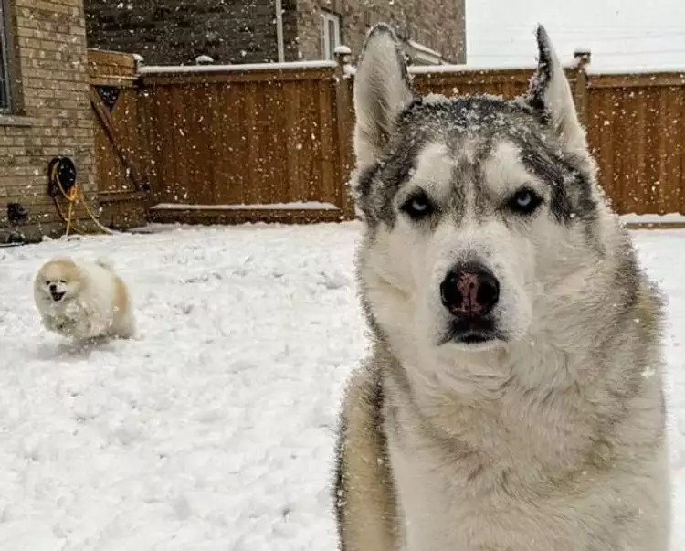 14 Ekspresi kocak hewan saat berada di salju, bikin senyum sendiri