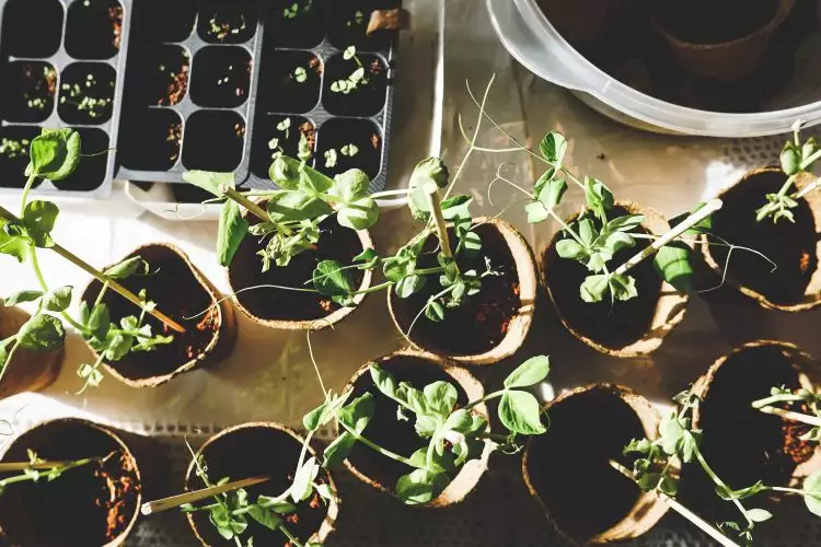 Manfaat berkebun dan merawat tanaman hias bagi kesehatan mental lansia