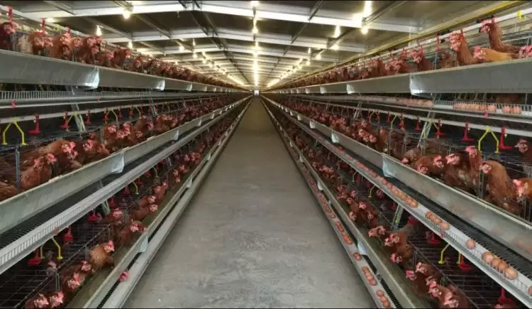 Dampak Covid-19 terhadap produksi dan kapasitas peternak ayam layer
