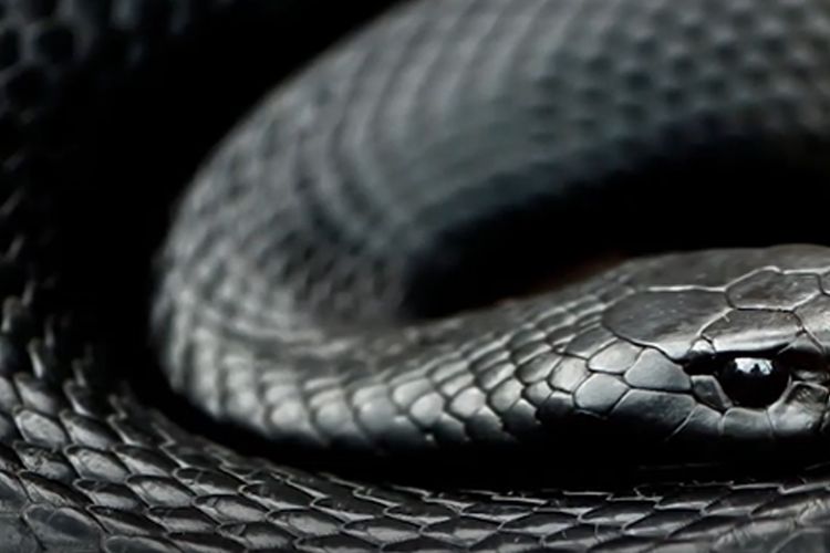 desktop_11-makna-mimpi-ular-menurut-islam-dan-para-ahli.jpg