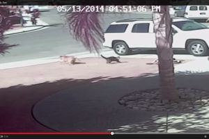 VIDEO: Aksi heroik kucing selamatkan bocah dari sergapan anjing buas