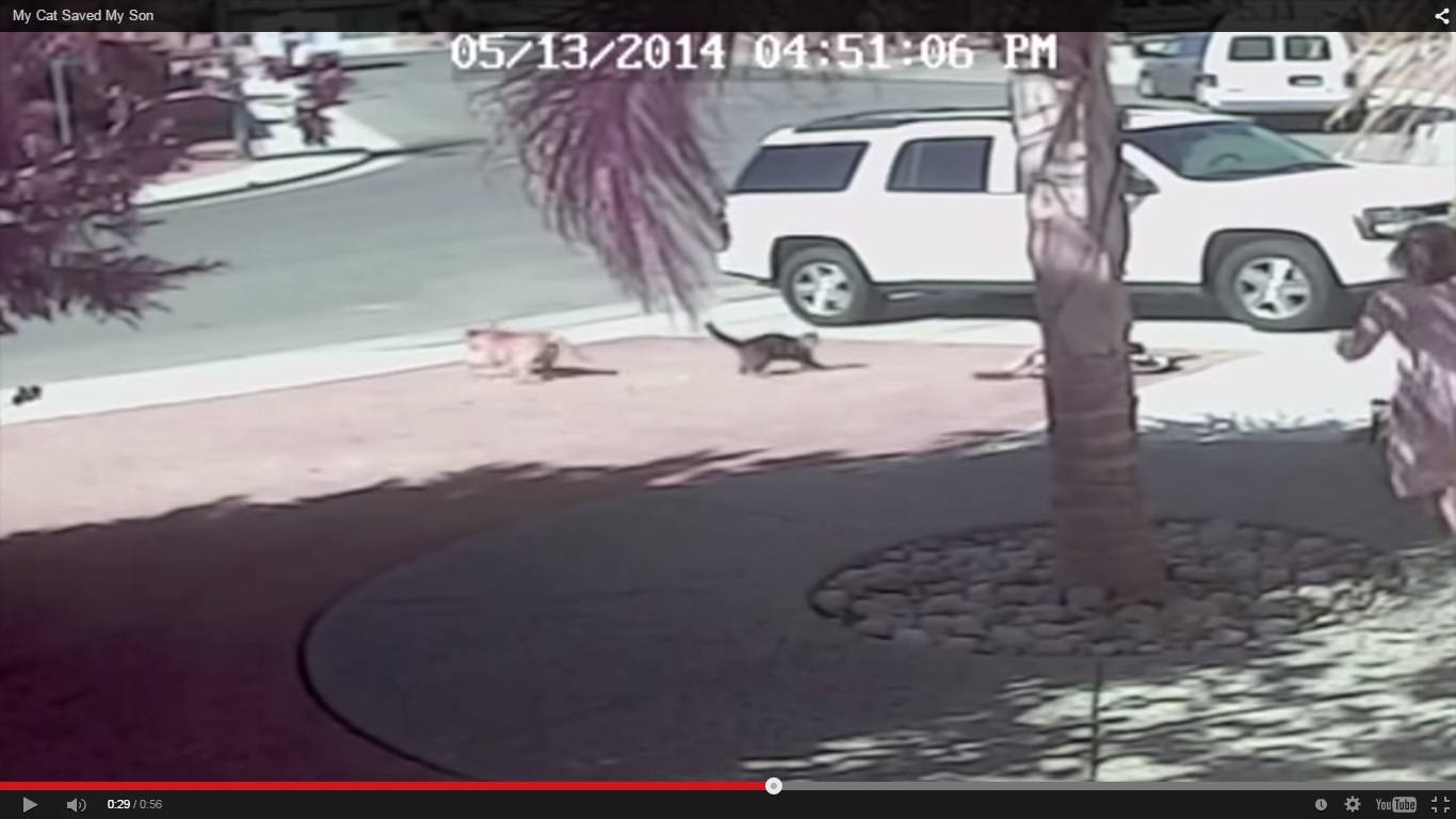 VIDEO: Aksi heroik kucing selamatkan bocah dari sergapan anjing buas