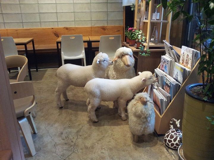 Unik, cafe di Korea Selatan gunakan domba untuk tarik pengunjung