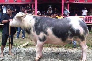 5 Fakta kerbau Toraja yang bikin kita terkaget-kaget