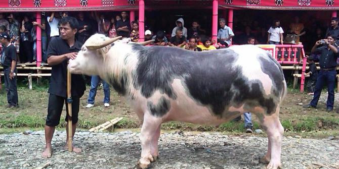 5 Fakta kerbau Toraja yang bikin kita terkaget-kaget