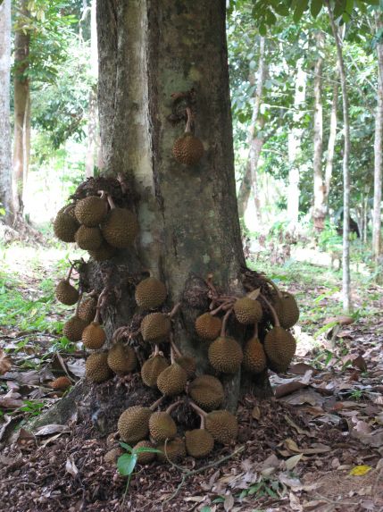 Durian-durian unik dari tanah Borneo