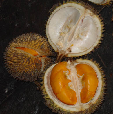 Durian-durian unik dari tanah Borneo