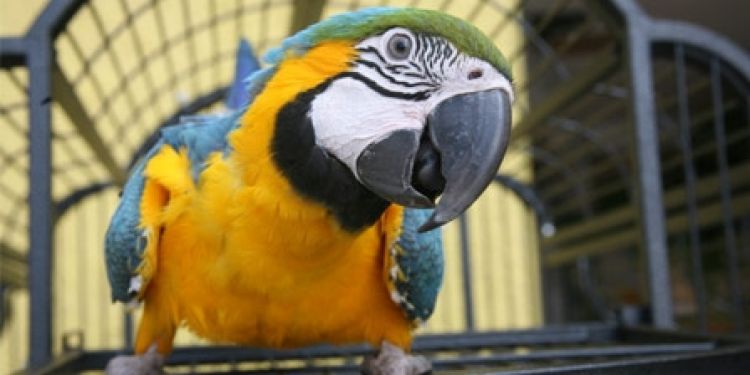 Burung Beo Kok Bisa Ngomong Ini Sebabnya