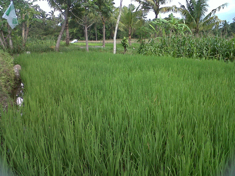 Di tangan dosen UGM ini urin sapi suburkan tanah Merapi